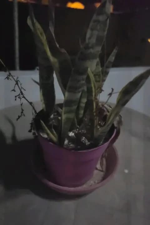 Plante d'intérieur en pot